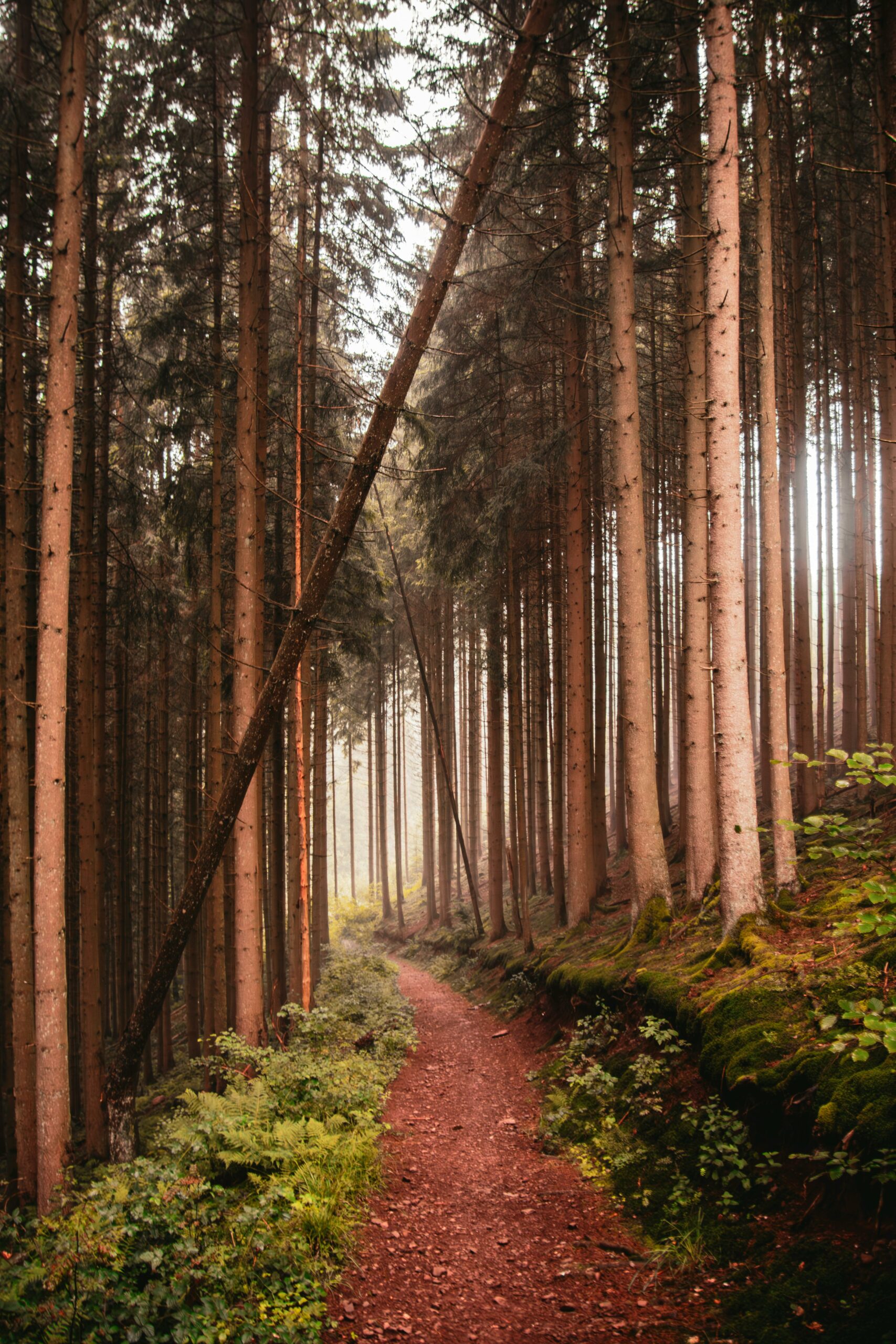chemin